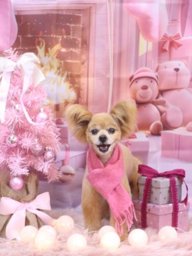 20241227クッキーくん